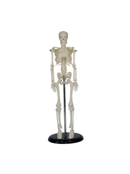 MINI SKELETON 45 CM